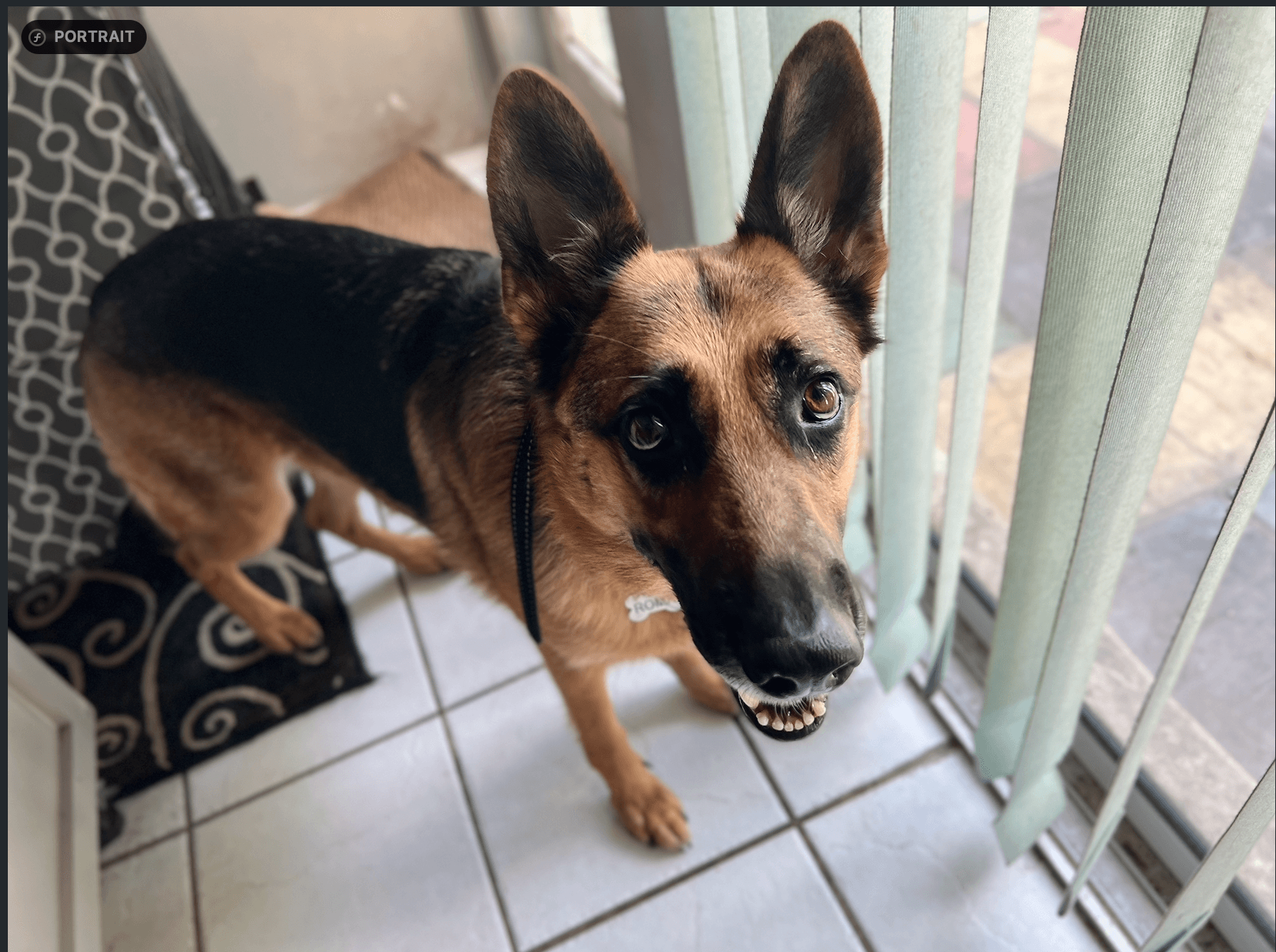 Roma the German Shepherd